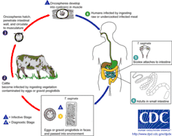 The life cycle of Taenia saginata, the beef tapeworm