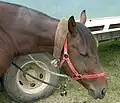 Tie up collar correctly used with a headcollar on a stallion