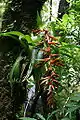 Tillandsia excelsa in bloom