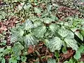 Prairie trillium (Trillium recurvatum)