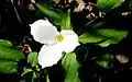 Great white trillium (Trillium grandiflorum)