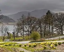 Wild daffodils on the banks of a lake