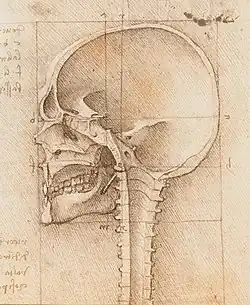 المستوى السهمي النصفي لجمجمة بشرية, رسم بوساطة ليوناردو دافنشي, في . 1489