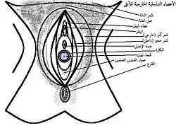 يَظهر في الصُورة صوار الشفرين الصغيرين