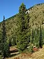 The Whitebark Pine, Pinus albicaulis, at حديقة جبل رينييه.