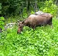 Yearling bull moose with "starter" antlers