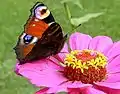 Aglais io en Zinnia