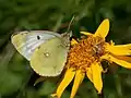 Colias phicomone