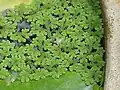 Figura 4.17. Azolla caroliniana.   Vezu.