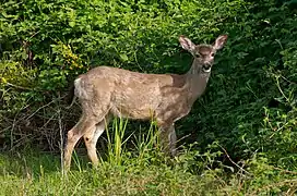 Odocoileus virginianus