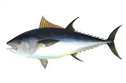 Contrasombreado en (Thunnus thynnus)