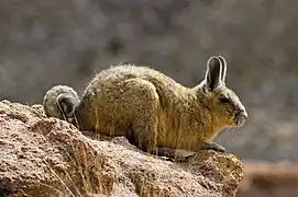 Vizcacha Boliviana Ficheru:Chloephaga