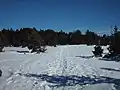 Monte de Pinu Negru cerca de Valdelinares