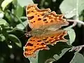 Polygonia c-album