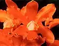 Flor de Cattleya (Orchidaceae).