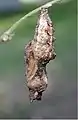 Pupa de fritilaria en Georgetown, Carolina del Sur.