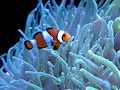 Coloración aposemática en (Amphiprioninae)