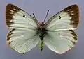 Colias palaeno, ♀