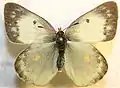 Colias philodice, ♂