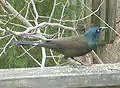 Iridiscencia nel llombu Ficheru:Common_Grackle