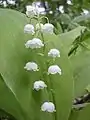 Flores de Convallaria.