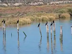 Mabees nel marxe del ríu Guadalquivir.