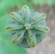 Estigma estrelláu d'adormidera (Papaver somniferum).