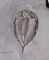 Trilobites