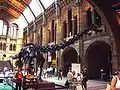 Cadarma d'un Diplodocus cola postura recién, espuestu nel Muséu d'Historia Natural de Londres.