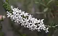 Epacris pulchella