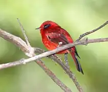 Chipe coloráu (Cardellina rubra).