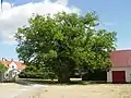 Carbayu na estación Ava en Fårö (mentáu por Carlos Linneo en 1741), el so tueru tien un perímetru d'aproximao 6 metros.