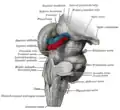 Vista anterolateral de les rexones mediu y traseru del celebru.