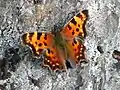 Polygonia comma