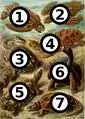 1: Dermochelys coriacea. 2: Eretmochelys imbricata. 3: Hydromedusa tectifera. 4: Geochelone nigra. 5: Psammobates geometricus. 6: Dipsochelys dussumieri. 7: Chelydra serpentina.