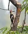 Un picu machu llevando alimento