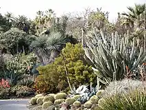 Les plantes ensundioses son bien afeches pa sobrevivir llargos periodos de seca.