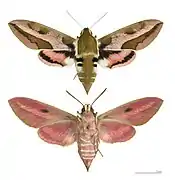 Hyles euphorbiae