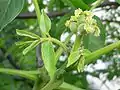 Inflorescencia femenina.