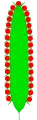 Esquema d'una espiga cilíndrica