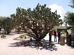 Nopal Serrano (Opuntia stenopetala), en Tula de Allende.