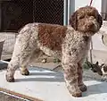 Lagotto romagnolo