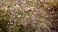 La siempreviva de Cartaxena (Limonium carthaginense) nel Monte Roldán.