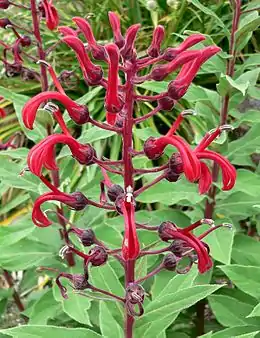 Lobelia tupa