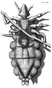 Diagrama d'un pioyu ellaboráu por Robert Hooke, 1667.