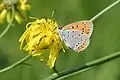 Lycaena desemeyáu (Alemaña)