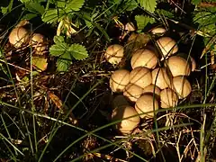 Lycoperdon pyriforme o peudellobu