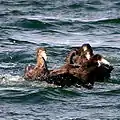 Bandu de Macronectes giganteus na Canal de Beagle, Ushuaia, Arxentina