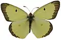 Colias alfacariensis, ♂