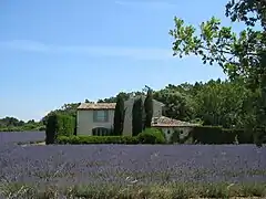 Champ de lavande en Drôme provençale.